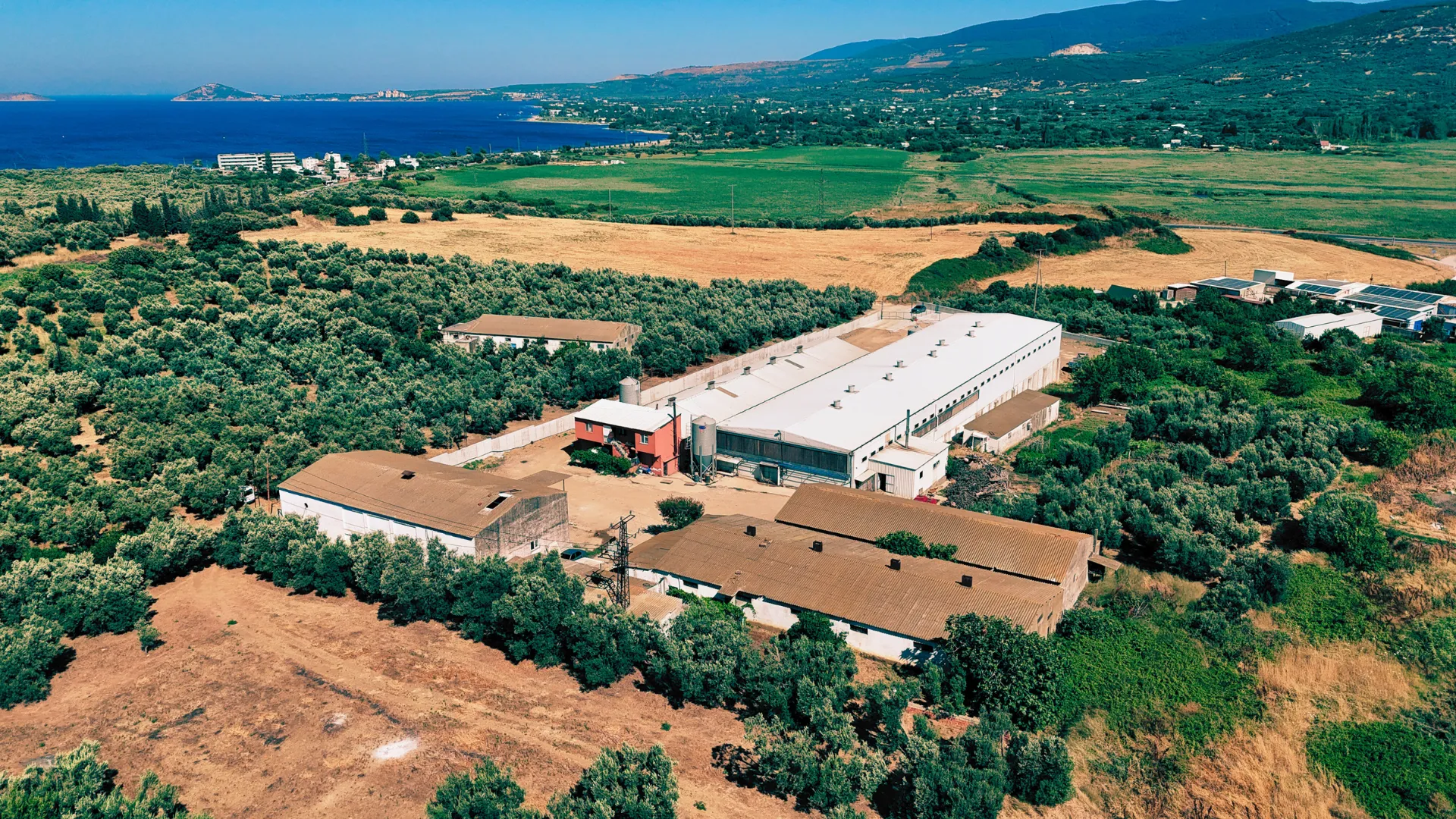 Tavuk Çiftliği