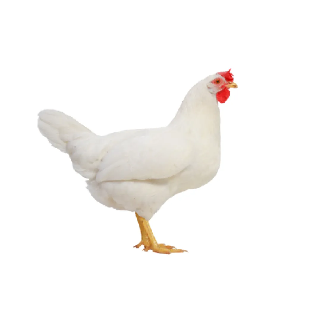 Aytekin Tavukçuluk Yarka Avantajları